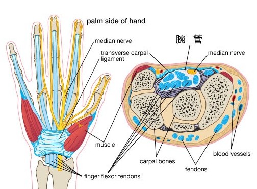 文件:腕管的解剖.jpg
