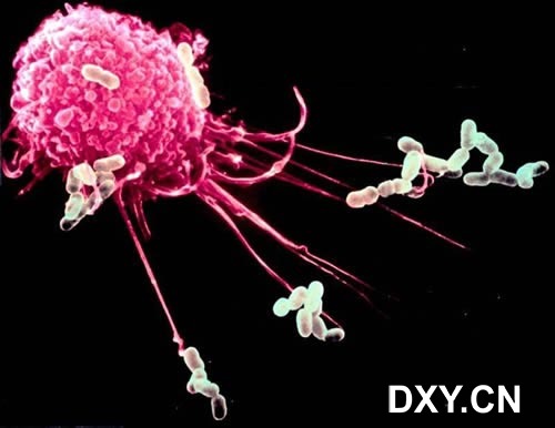 巨噬细胞吞噬细菌的电子显微镜图像