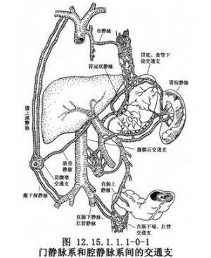 文件:门静脉解剖.jpg