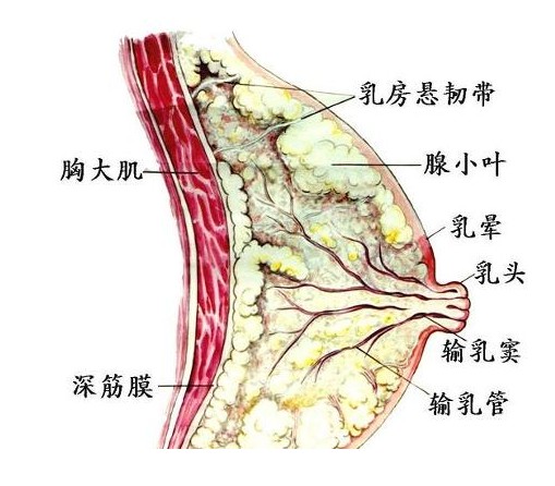 文件:乳腺.jpg