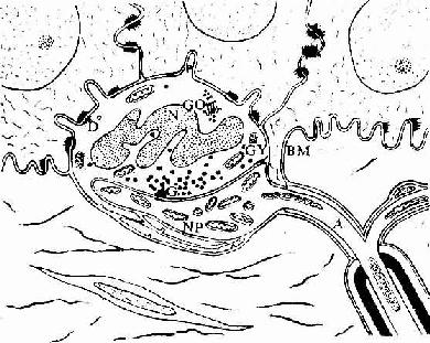 梅克尔细胞与神经末梢超微结构模式图