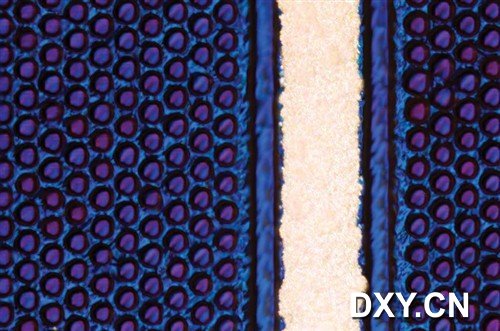 排列规则的细胞壁