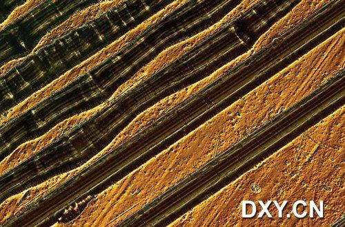 一条纤维素的横断面