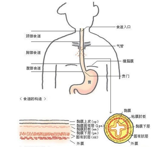 文件:食管.jpg
