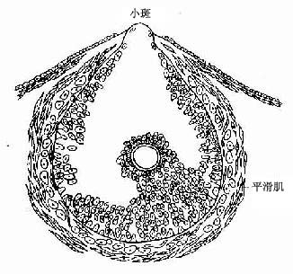 成熟卵泡排卵模式图