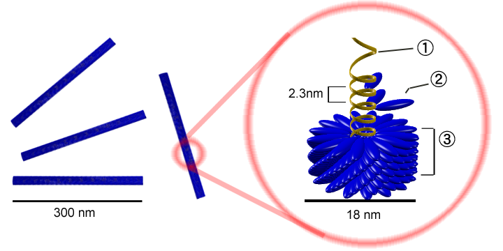 文件:Tobacco mosaic virus structure.png