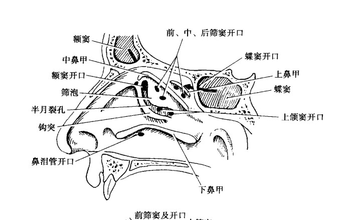 前筛窦.jpg