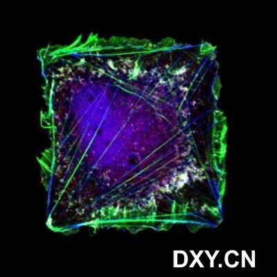 人体皮肤伤口愈合的纤维连接蛋白