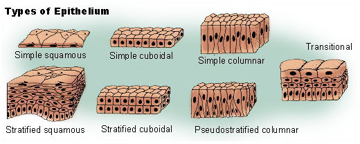 文件:Illu epithelium.jpg