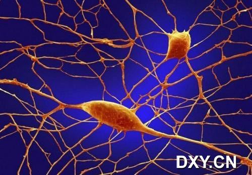 普尔基涅神经元