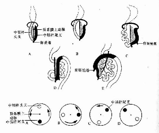 肠的发生示中肠的旋转