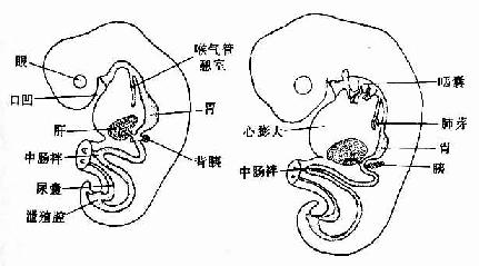 原始消化管的早期演变