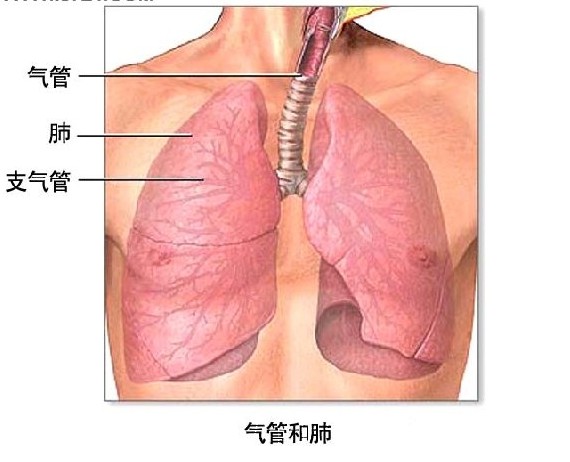 慢性支气管炎.jpg