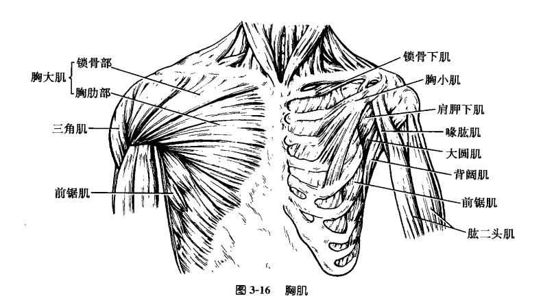 胸大肌.jpg