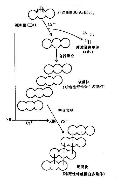 纤维素蛋白凝胶的生成