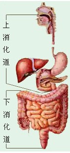 消化道.jpg