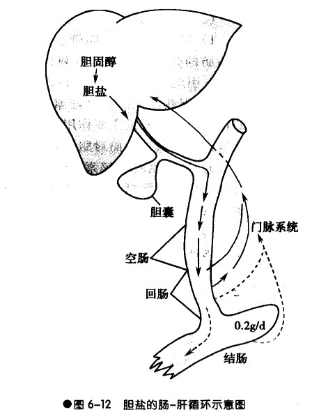 肝肠循环.jpg