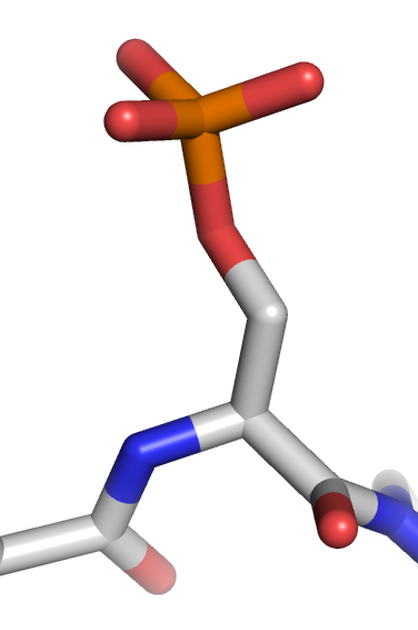 文件:Phosphorylated serine.png