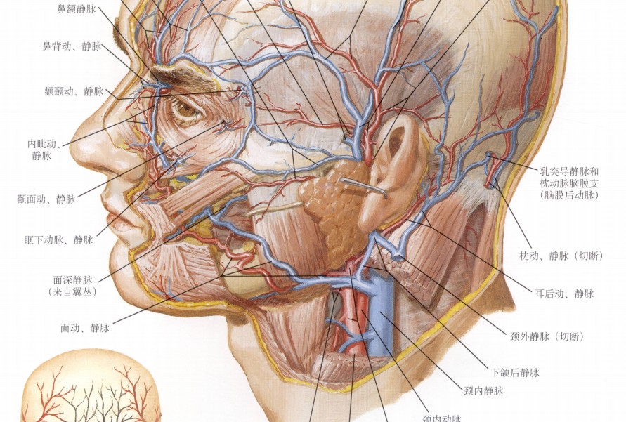 面静脉.jpg