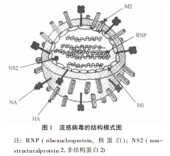 流感病毒.jpg