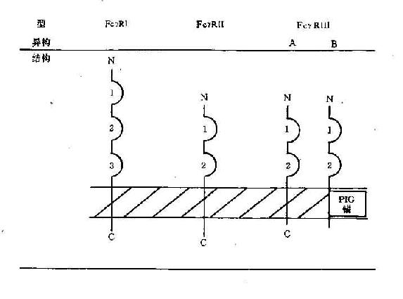 人Feγ结构示意图
