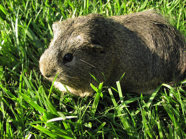 文件:Cavy eating grass.jpg