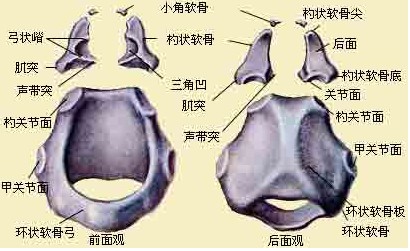 勺状软骨.jpg
