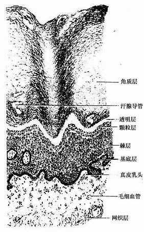 足底皮肤（高倍）
