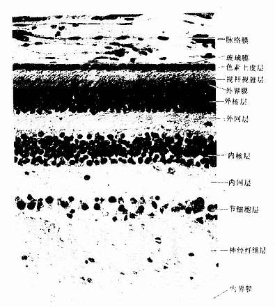 人眼球的脉络膜与视网膜