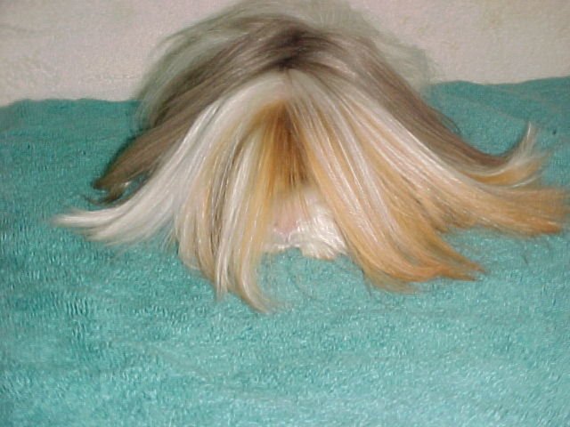 文件:Rene the long-haired Satin Peruvian Guinea pig.jpg
