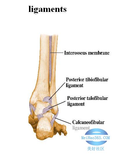 文件:踝关节韧带.jpg