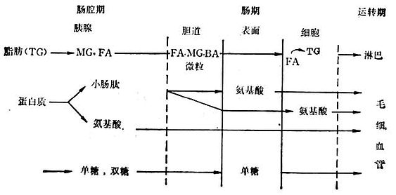饮食中主要营养素的吸收示意图