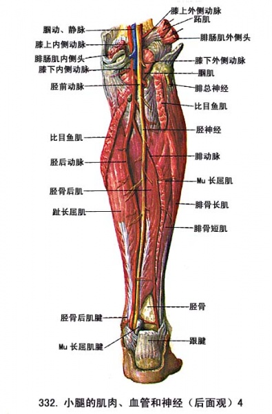 文件:Glp2xhra.jpg