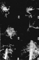 Guwc5b9f.jpg