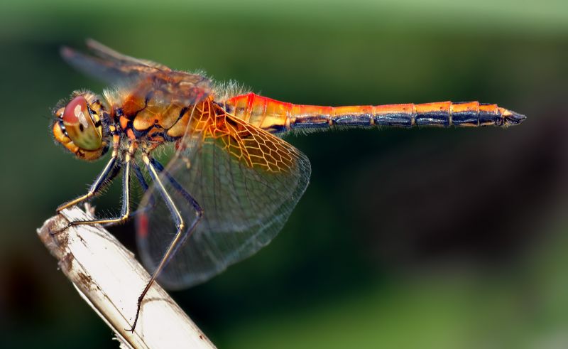 文件:Sympetrum flaveolum - side (aka).jpg