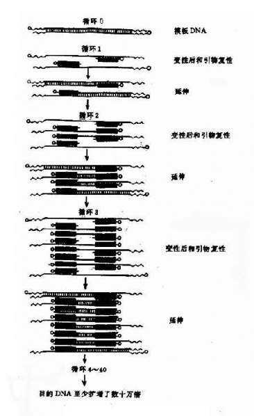文件:Gv215qx6.jpg