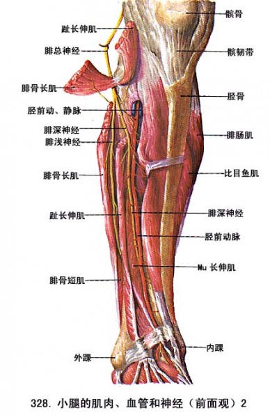 文件:Glp2xdh5.jpg
