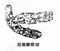 2014年1月19日 (日) 05:38的版本的缩略图