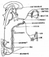 2014年1月19日 (日) 05:30的版本的缩略图