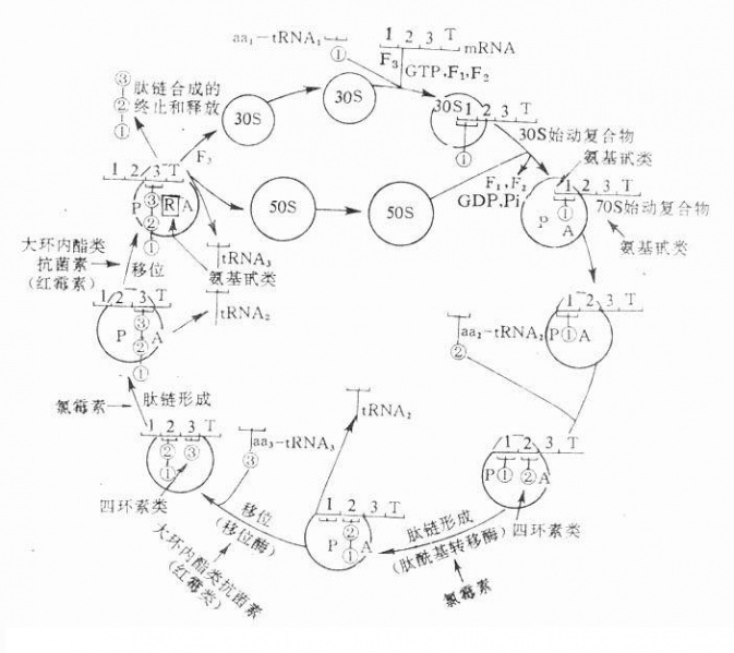 文件:Gnu6xxsk.jpg