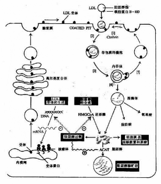 文件:Gra3gfna.jpg