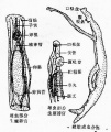 2014年1月17日 (五) 11:39的版本的缩略图
