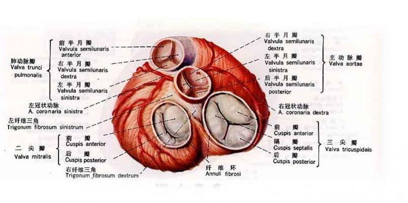 文件:瓣膜的解剖.jpg