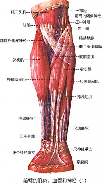 文件:Glmggon4.jpg