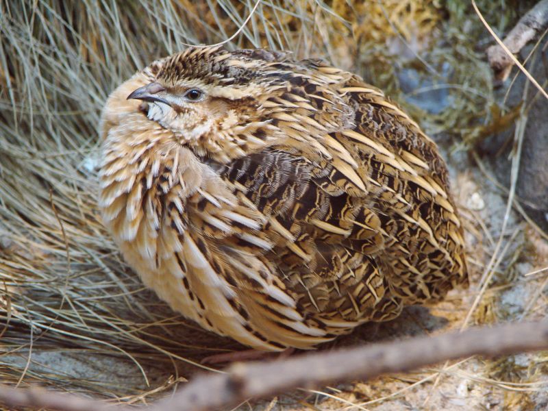 文件:Coturnix coturnix (Warsaw zoo)-1.jpg