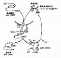 2014年1月19日 (日) 04:53的版本的缩略图