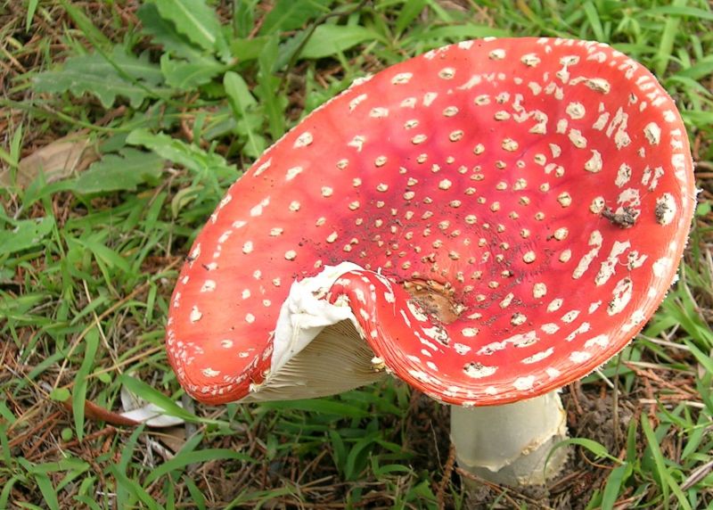 文件:Amanita muscaria.jpg