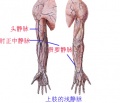 Glp374xo.jpg