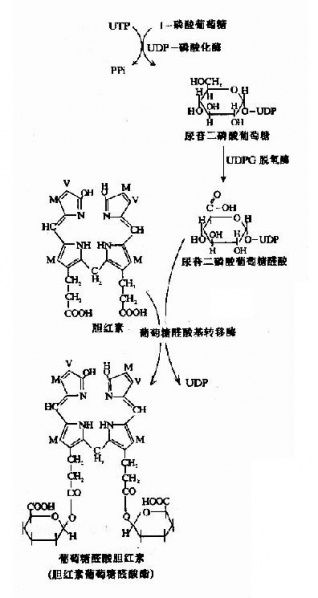 文件:Graa1d01.jpg