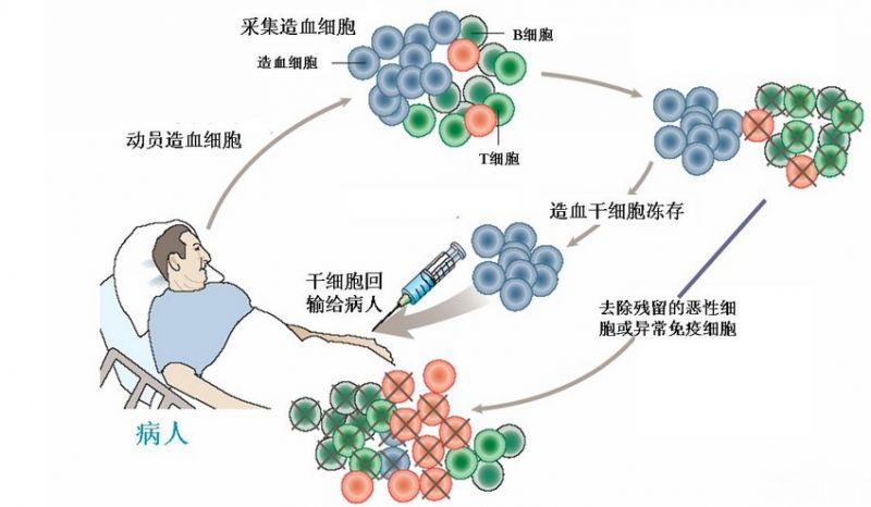 文件:造血干细胞的成功.jpg